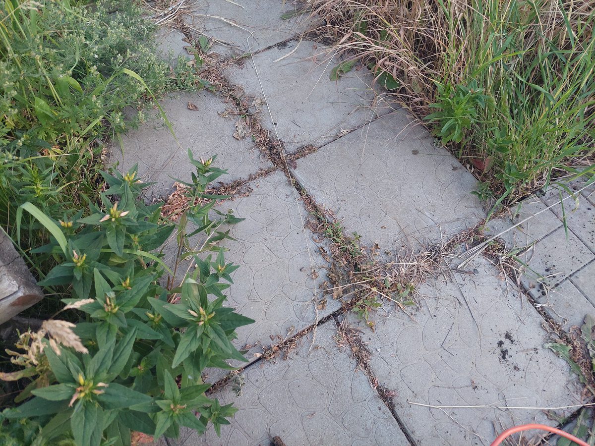 Городники розповіли, як позбутись від бур'янів на тротуарній плитці без сапки та лопати