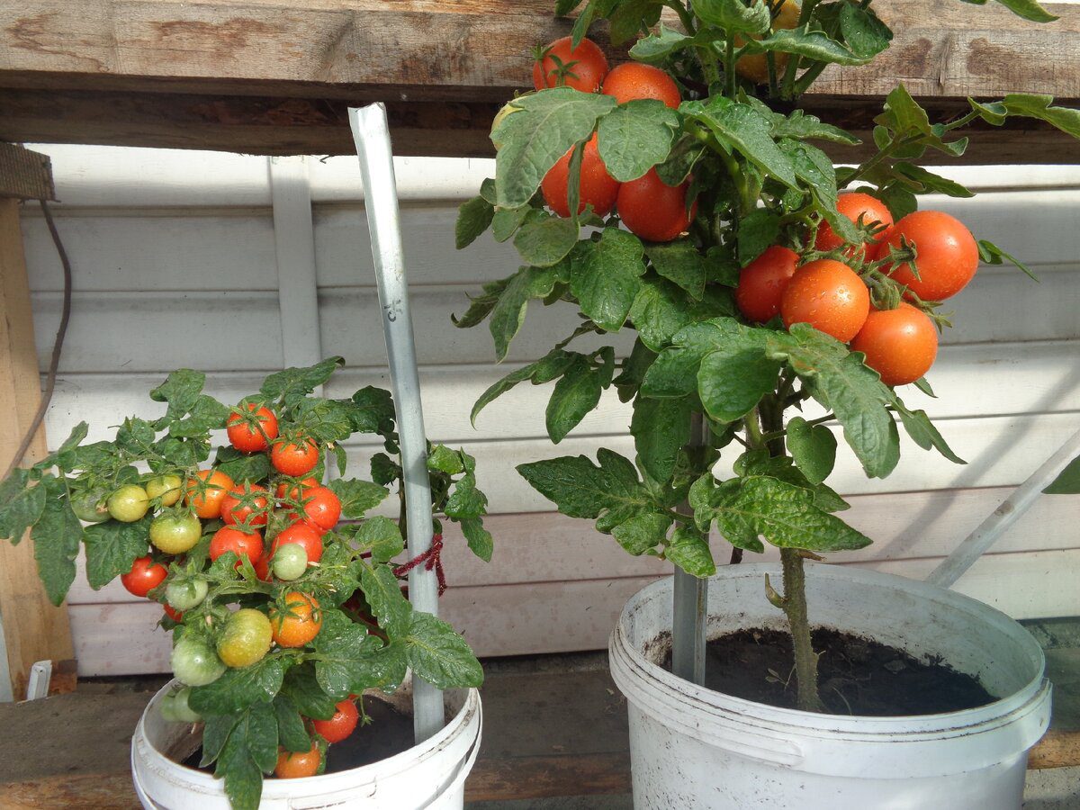 Городники розповіли, які сорти помідорів є найстійкішими до фітофтори у відкритому ґрунті