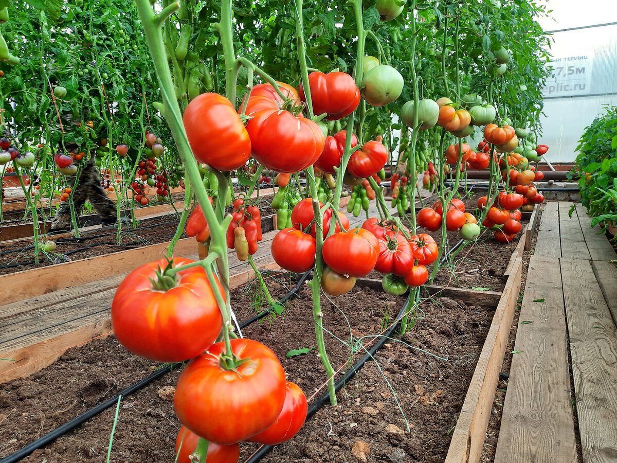 Дачники розповіли, чим підживити помідори в серпні місяці – найкраща підживка