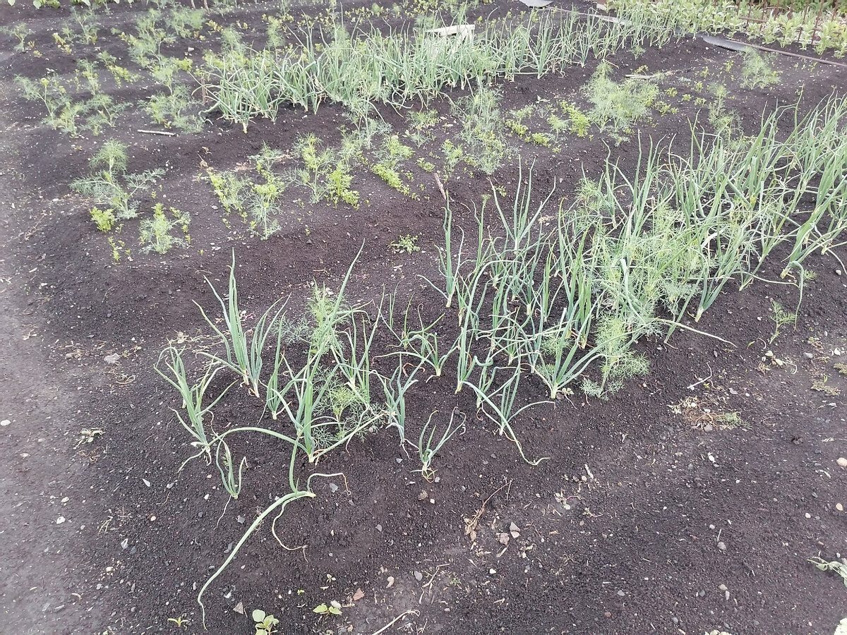 Експерти розповіли, які рослини можна висадити для відновлення ґрунту після збору врожаю