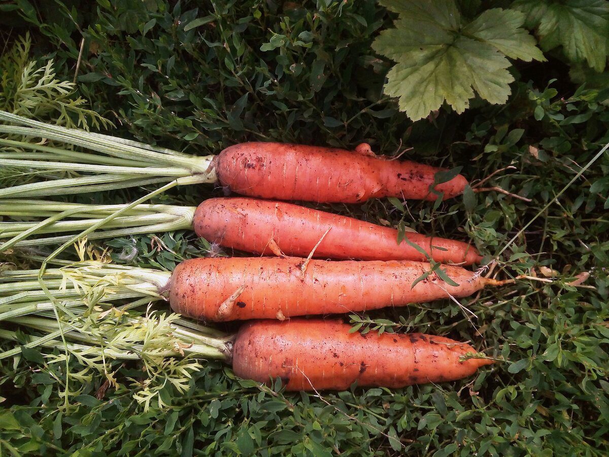 Городники розповіли, яке добриво допоможе вирівняти плоди моркви та покращить їхній смак