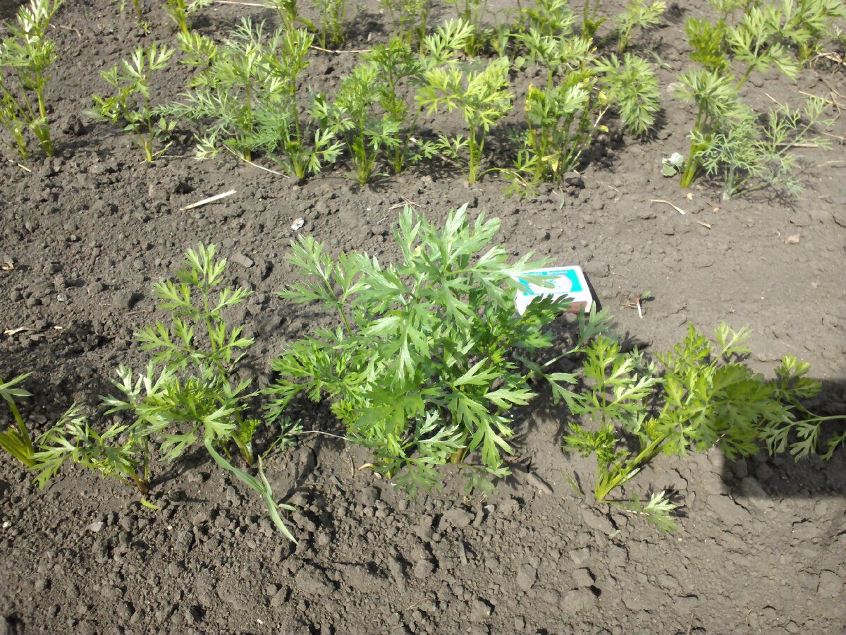 Городники пояснили чому морква крива та що з цим можна зробити – основна причина та рішення