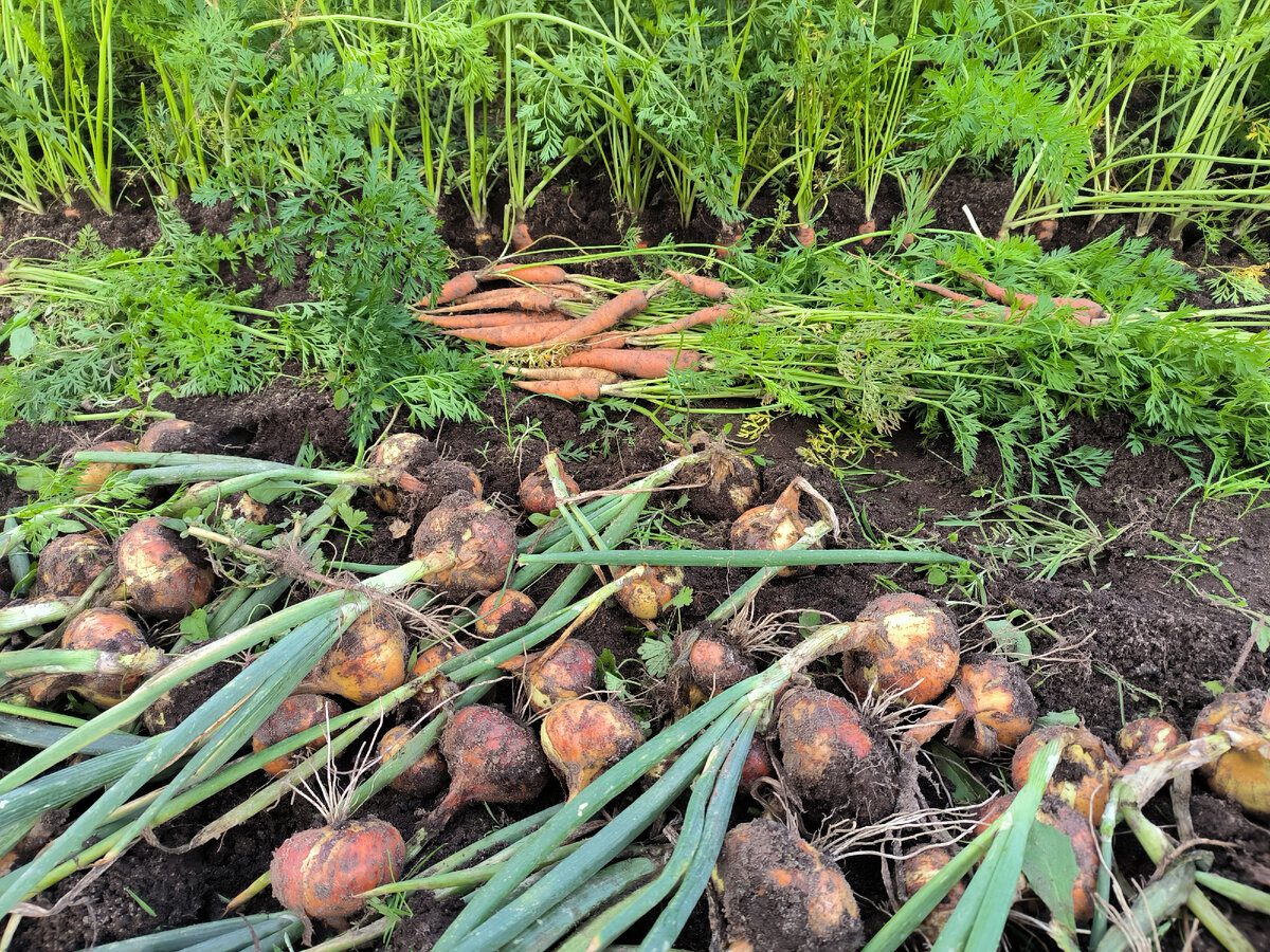 2 ознаки, які свідчать про готовність цибулі до збору