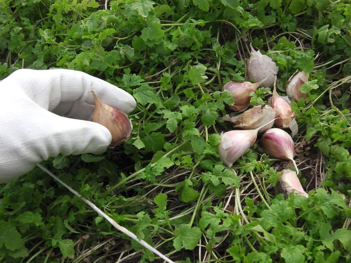 Городники розповіли, як можна просто та швидко відновити ґрунт після вирощування часнику