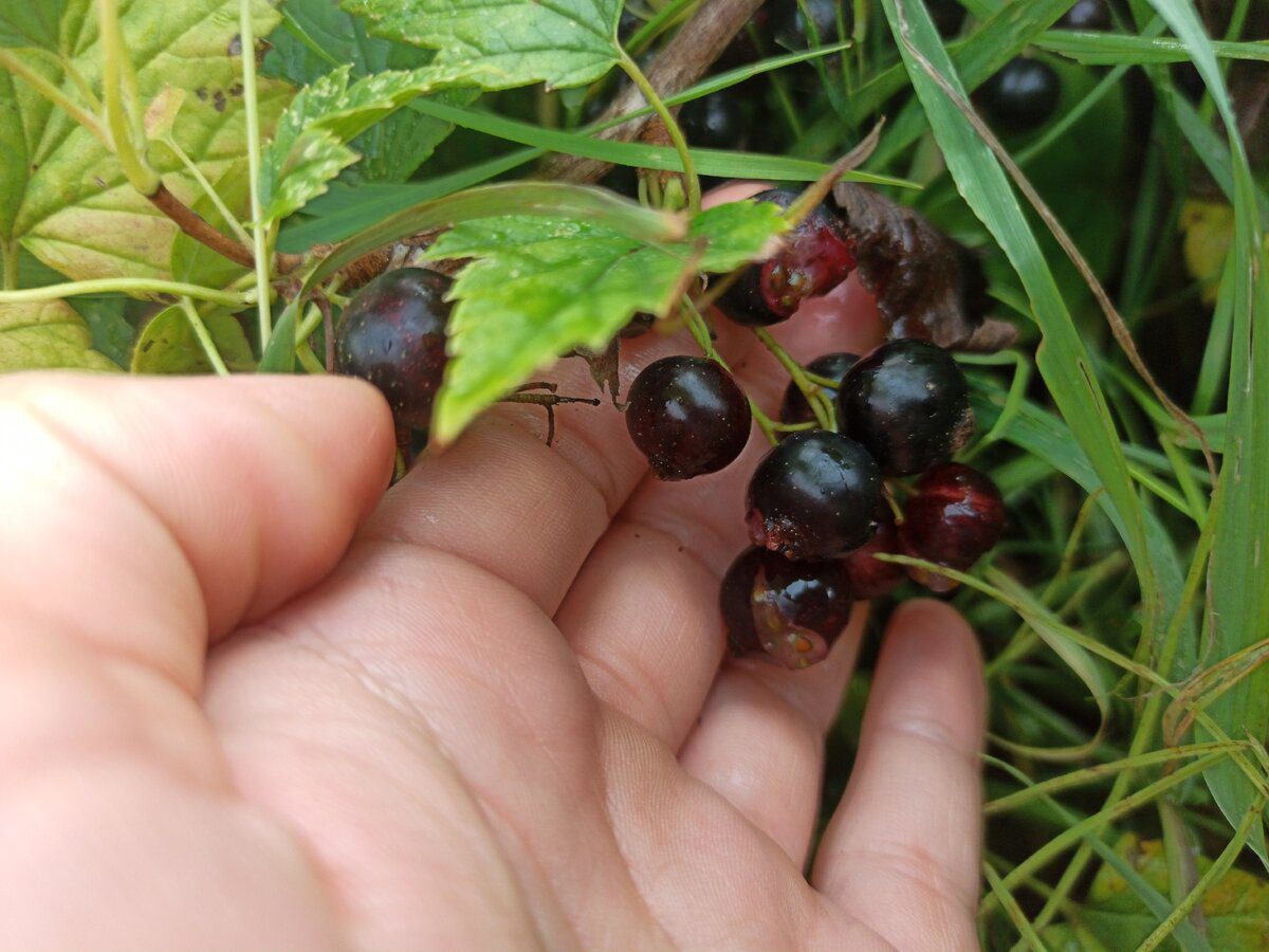 Садівники розповіли, як розмножувати кущі смородини для вищого та смачнішого врожаю