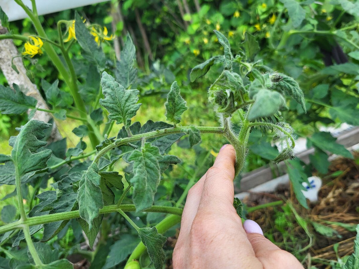 Городники розповіли, яке добриво допоможе покращити врожайність помідорів у серпні – зола