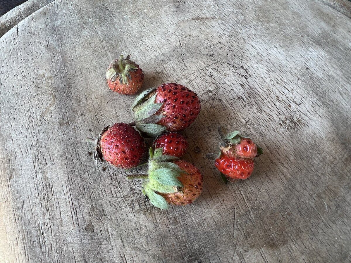 Садівники розповіли, де не варто садити ремонтантну полуницю, бо вона не приживеться там