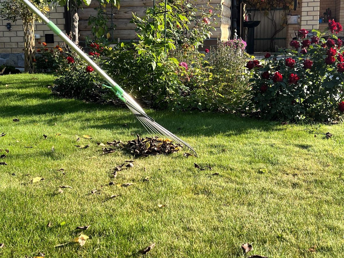 Експерти розповіли, що зробити з газоном восени, аби він був зеленим і соковитим – поради
