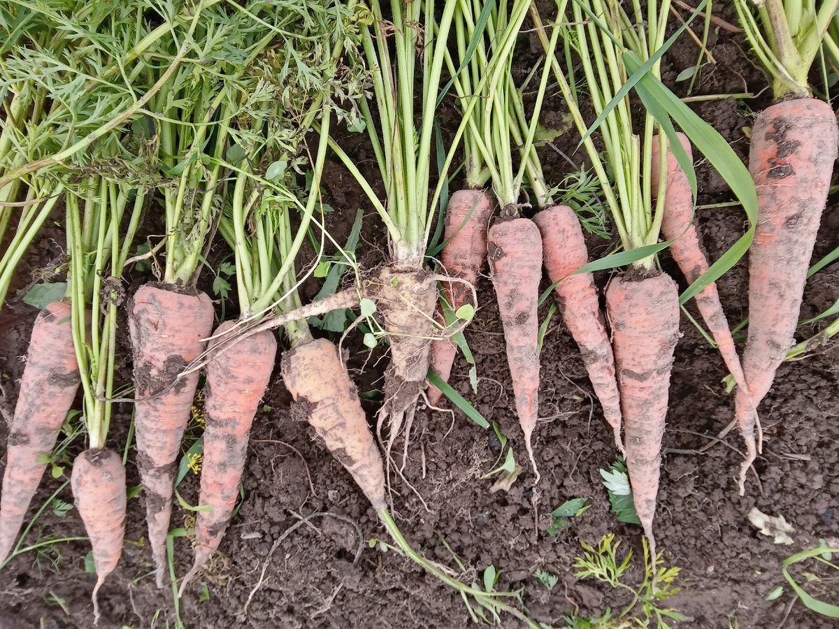 3 сорти картоплі, буряка та моркви, які найкраще ростуть у нашому кліматі 
