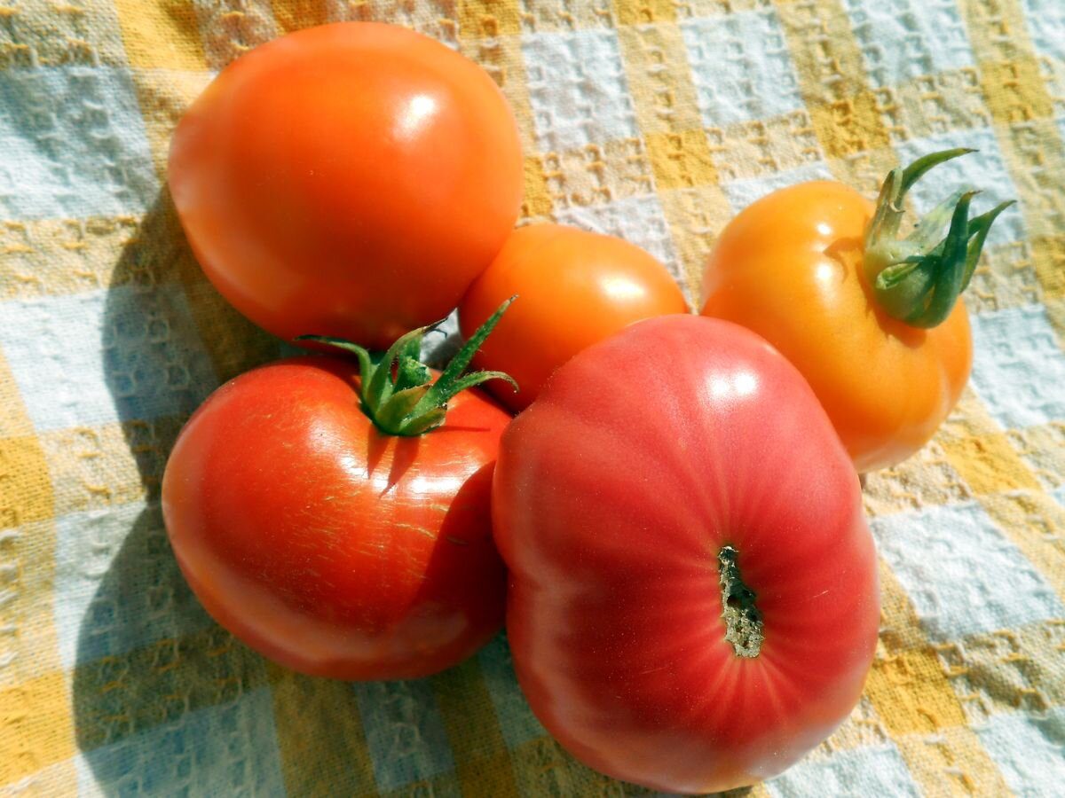 Городники розповіли, чому помідори можуть виростати кислими та в чому головна причина