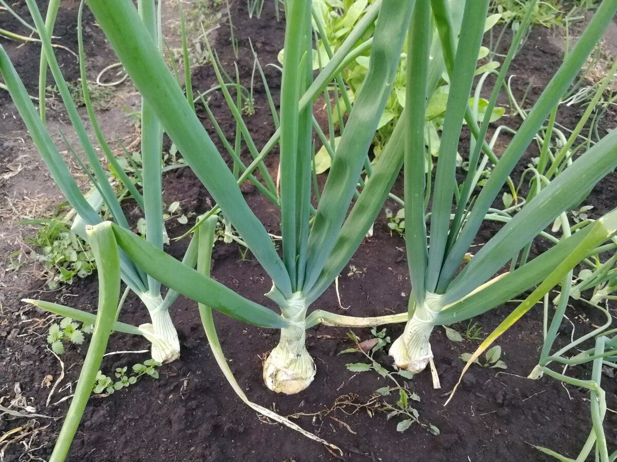 Коли варто сіяти озиму цибулю