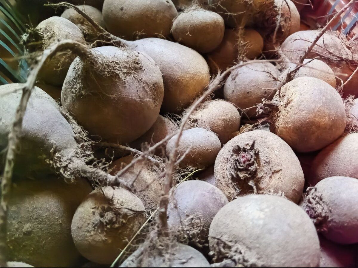 Як зберігати буряк взимку свіжим Як зберігати буряк взимку свіжим