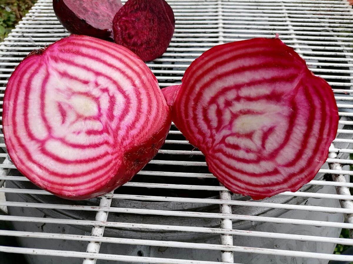 Городники пояснили, як зберігати буряк свіжим і хрустким протягом довгого часу – лайфхак
