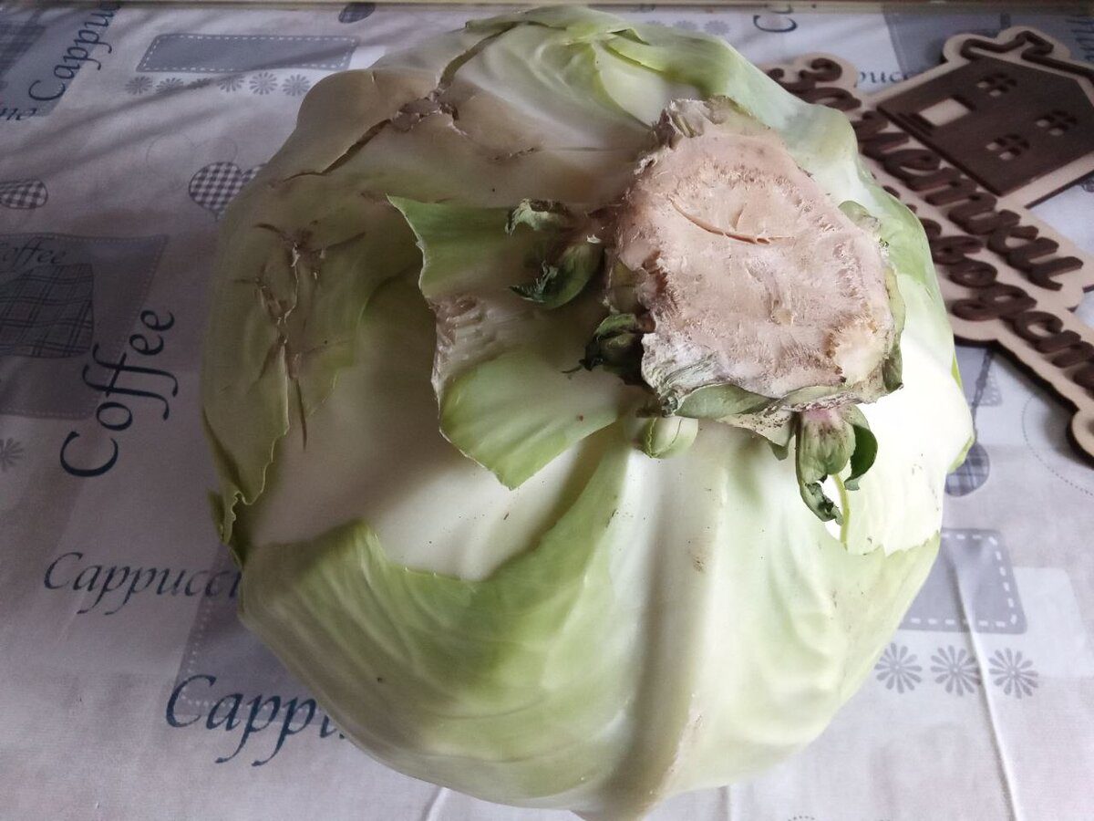 Експерти розповіли, чи можна обривати нижнє листя на качанах капусти – корисні поради