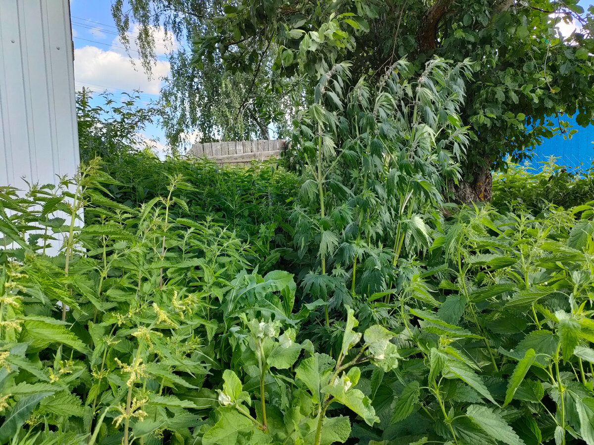 Експерти пояснили, як позбутись від бур'янів надовго за допомогою простого та дешевого методу