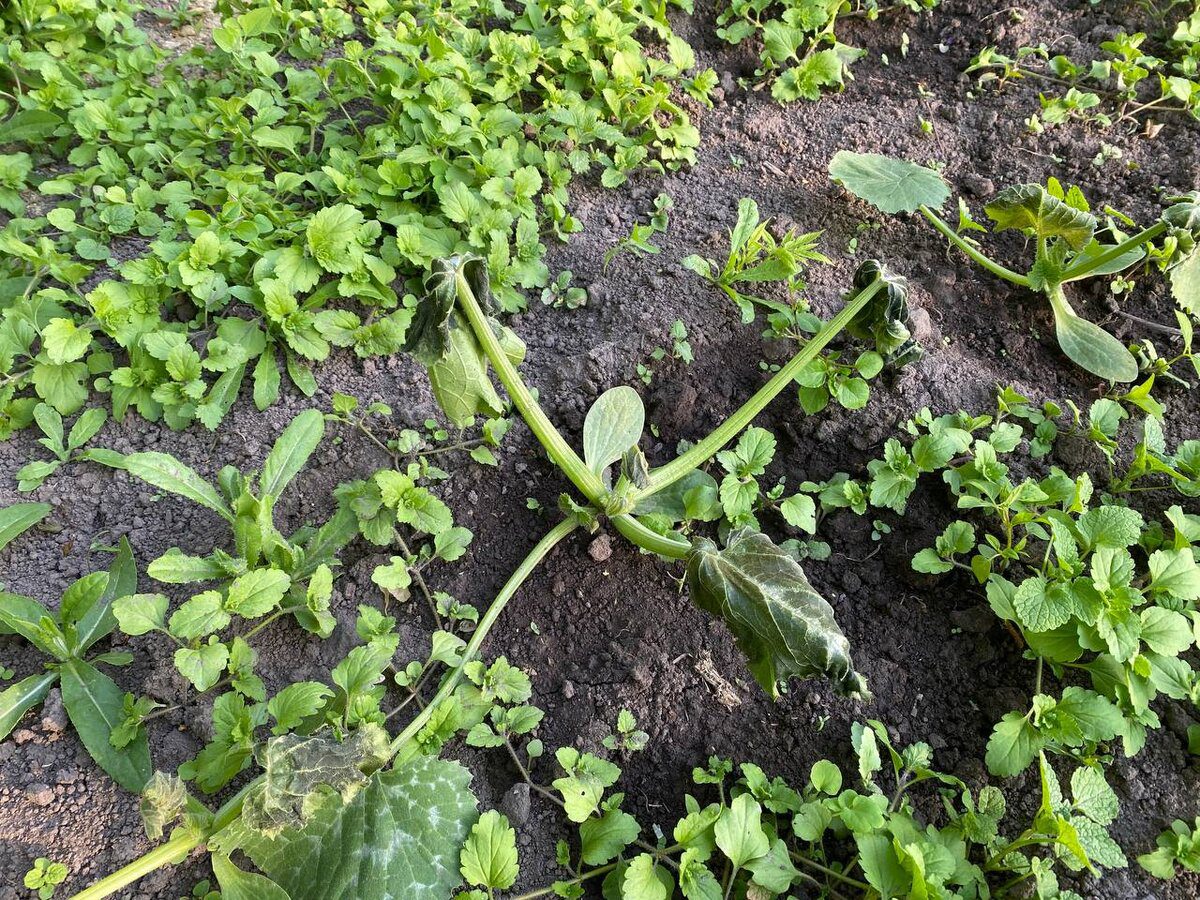 Експерти пояснили, як позбутись від бур'янів надовго за допомогою простого та дешевого методу