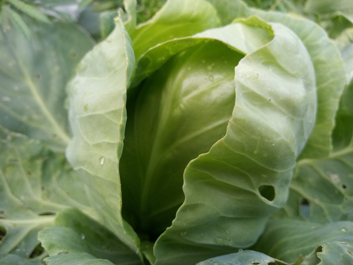 Які сорти капусти дають гарний врожай