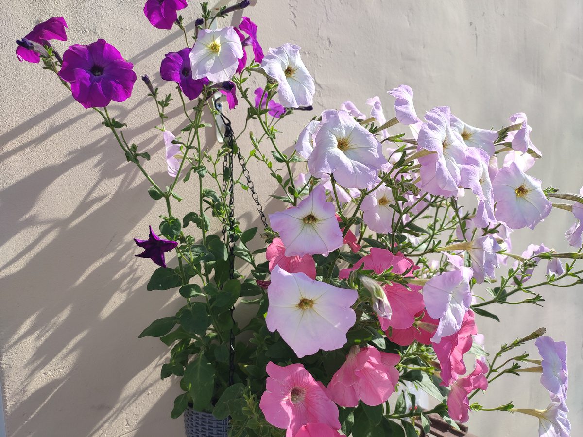 Експерти розповіли, як покращити цвітіння петунії за допомогою простого лайфхаку