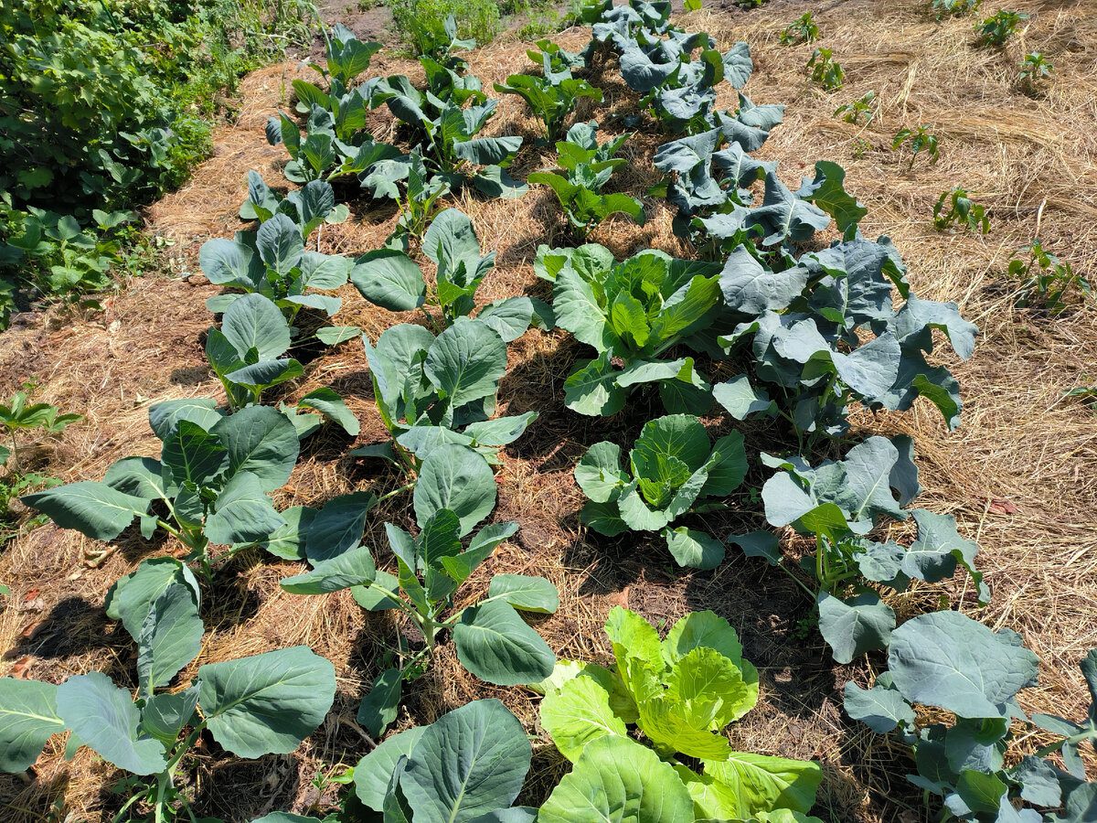 Як виростити капусту без шкідників