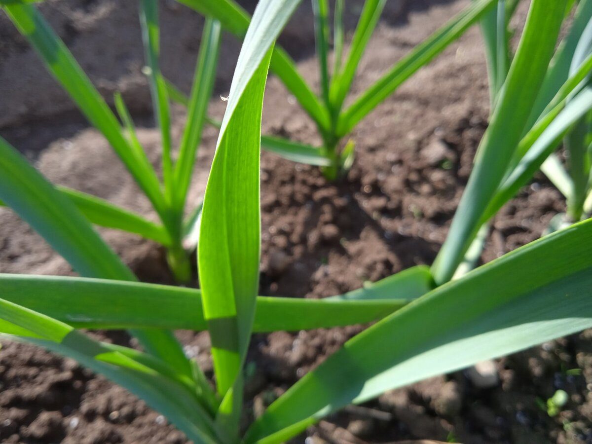 Городники пояснили, чому жовтіє часник та як виправити цю неприємність на власній грядці