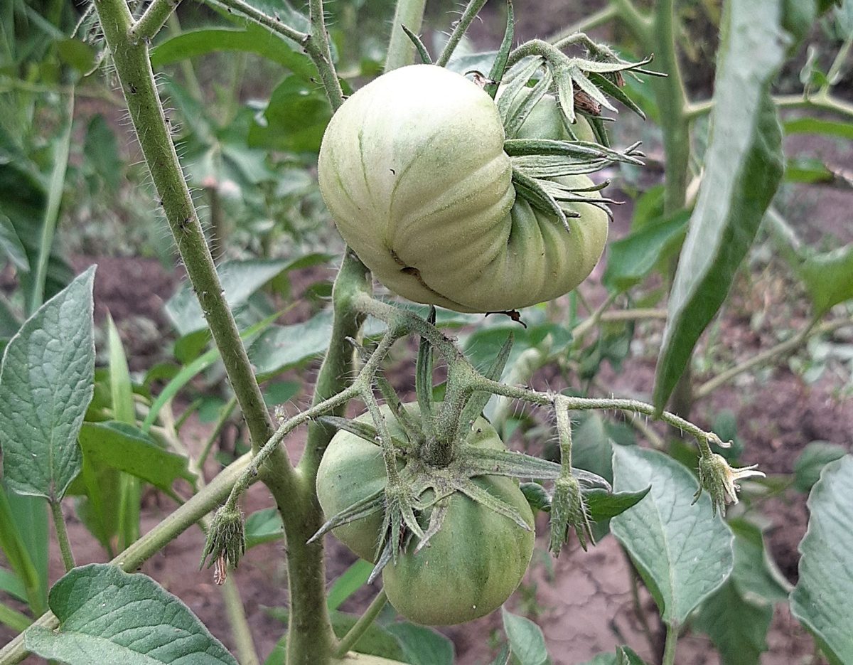 Як підготувати самосів помідорів самостійно