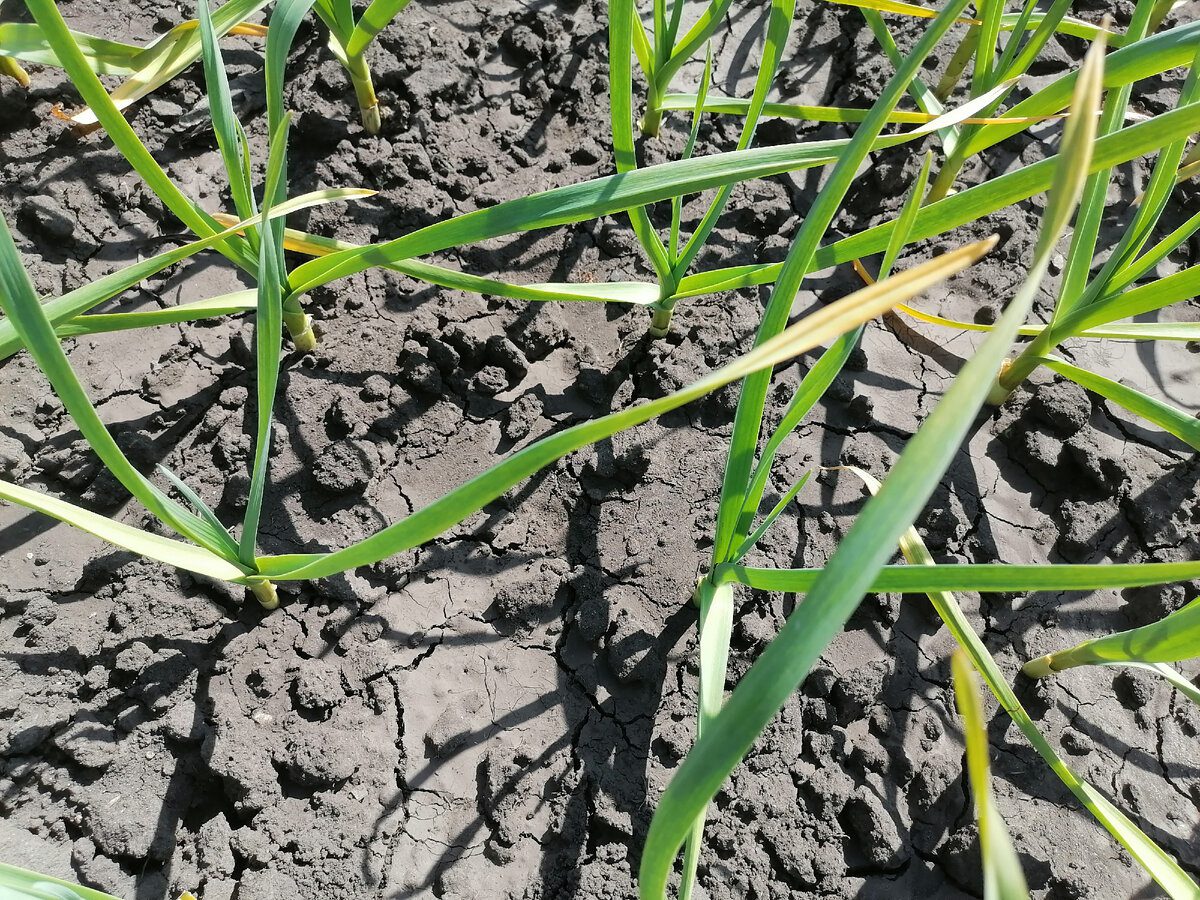 Городники пояснили, чому жовтіє часник та як виправити цю неприємність на власній грядці