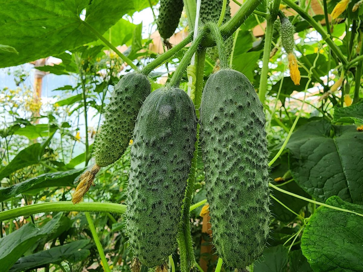 Городники розповіли, яке добриво для огірків допоможе покращити смак та якість зеленців