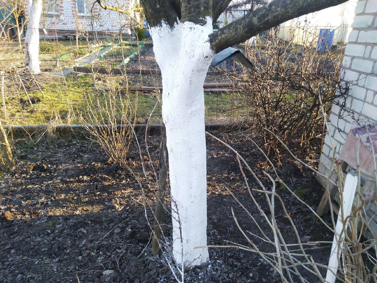 Експерти розповіли, як білити дерева восени та що для цього потрібно – секрети та поради