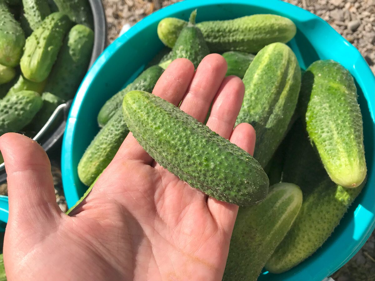 Городники розповіли, яке добриво для огірків допоможе покращити смак та якість зеленців