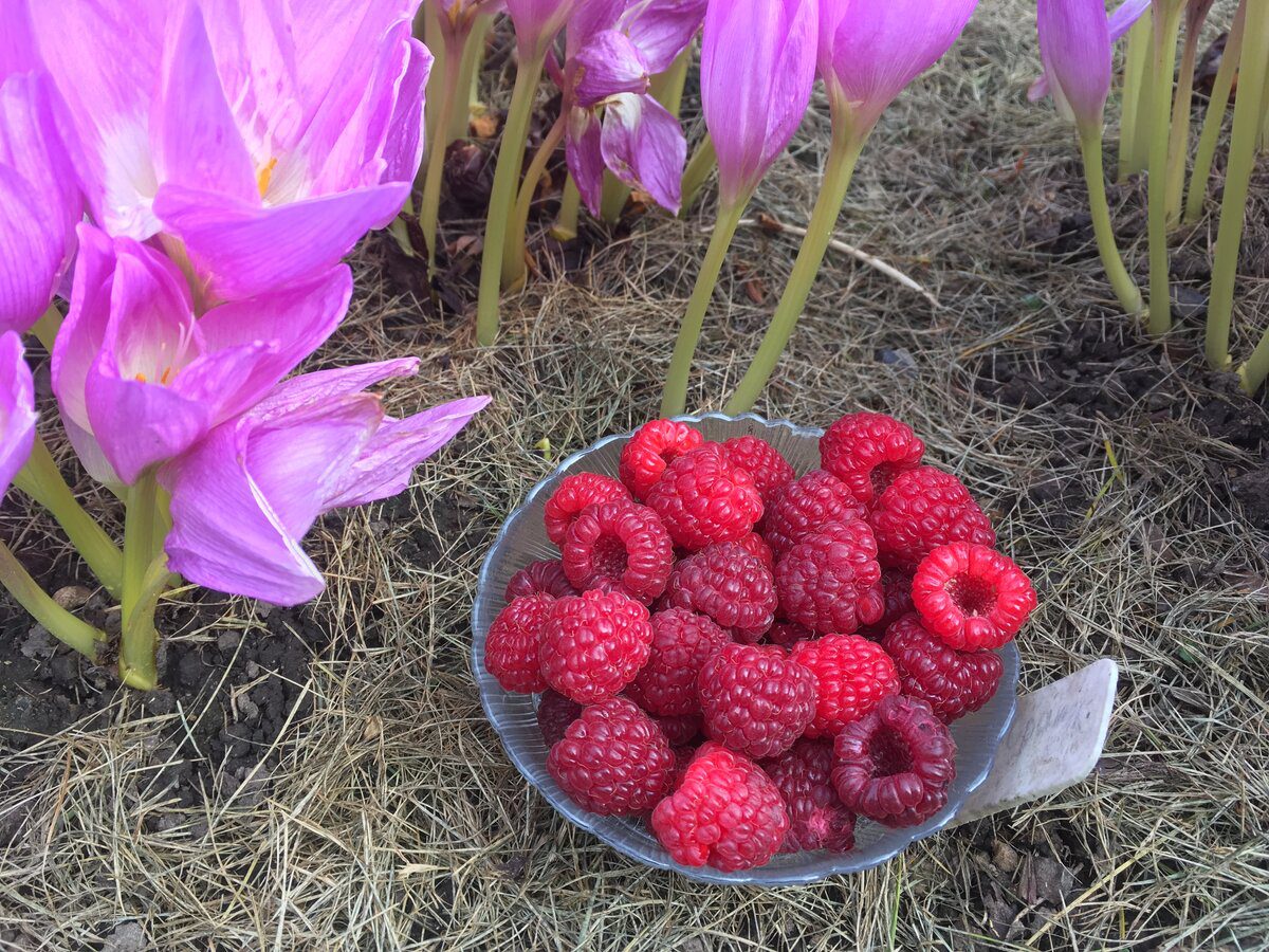 Експерти розповіли, які сорти малини не заповнюють простір у саду та дають солодкий врожай