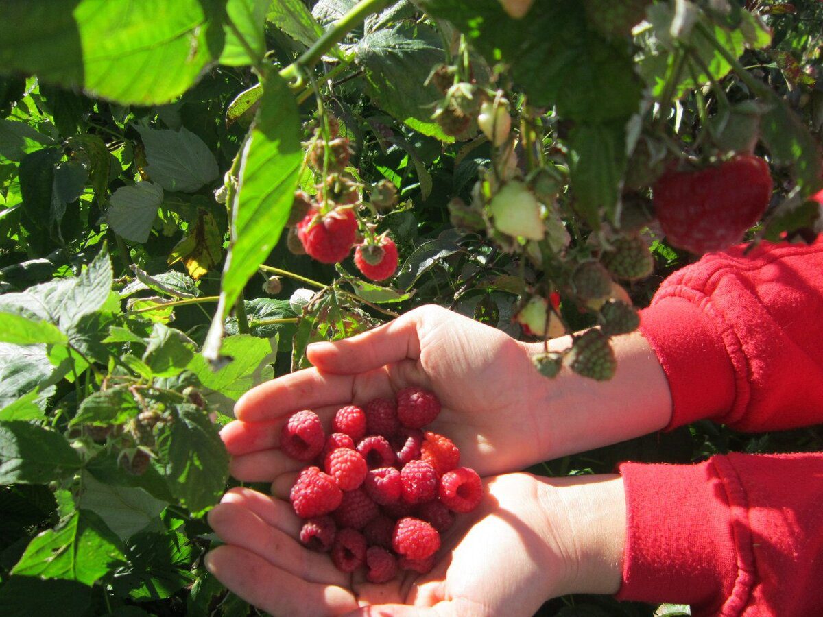 Садівники поділились, як збільшити врожай малини втричі