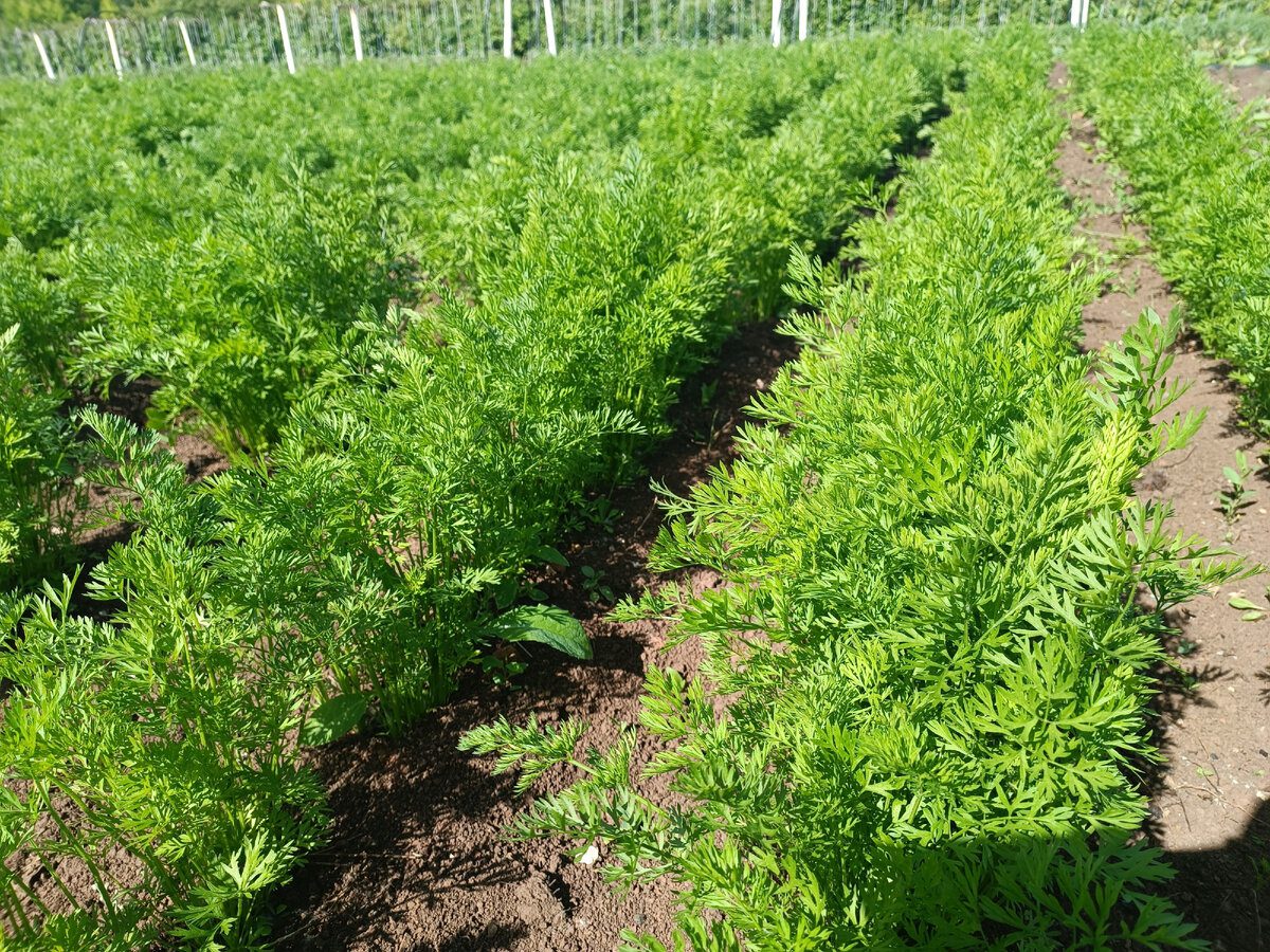 Експерти пояснили, які найпопулярніші помилки у зберіганні моркви впливають на її лежкість