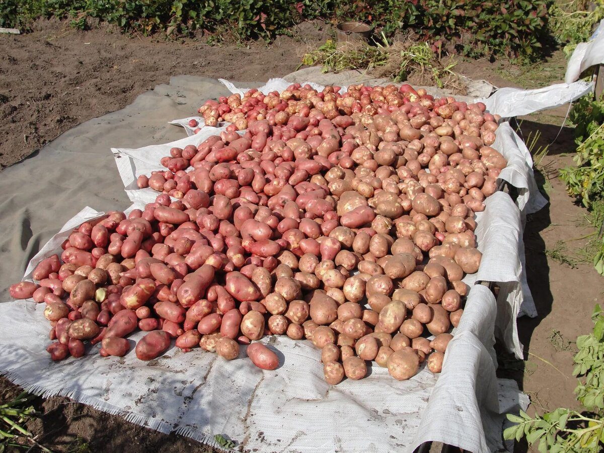 Городники розповіли, які сорти картоплі показують найвищу стійкість до літньої спеки