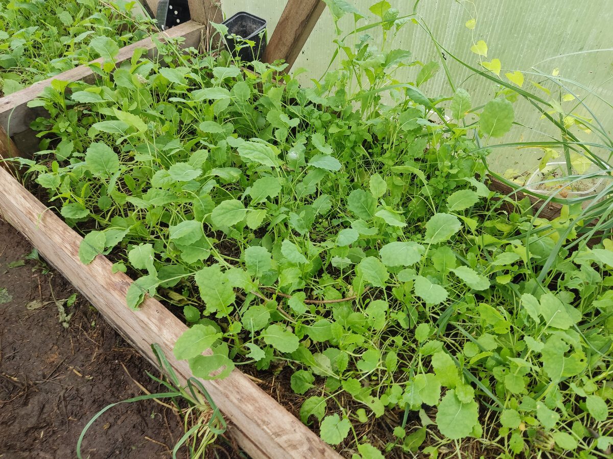 Експерти розповіли, від посадки яких сидератів краще відмовитись – вони псують ґрунт на грядці