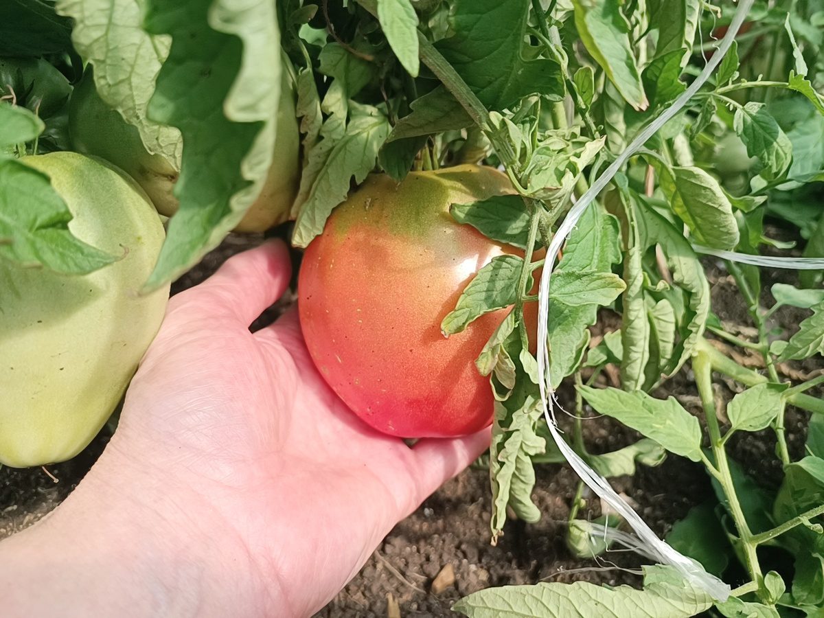 Городники розповіли, які сорти помідорів краще не вирощувати на грядці, аби не зіпсувати ґрунт