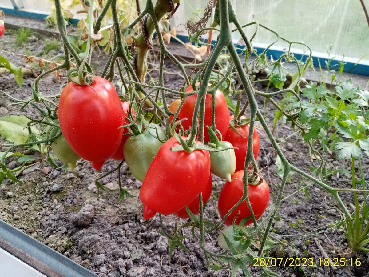 Чим хороший сорт томатів Легенда Тарасенка та чи варто посадити його на своїй ділянці