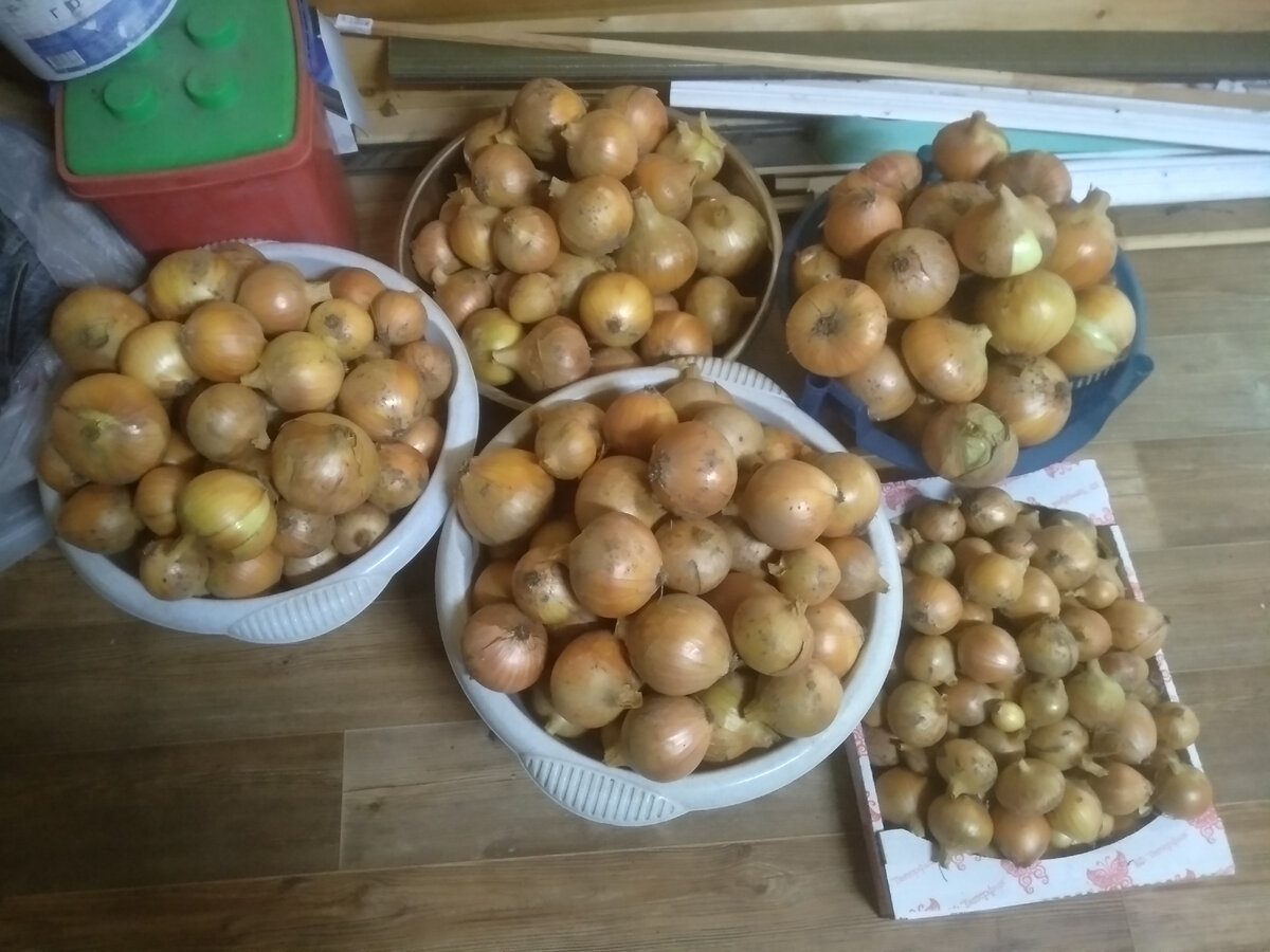 Експерти пояснили, як правильно зберігати цибулю, аби вона довго лежала та не псувалась