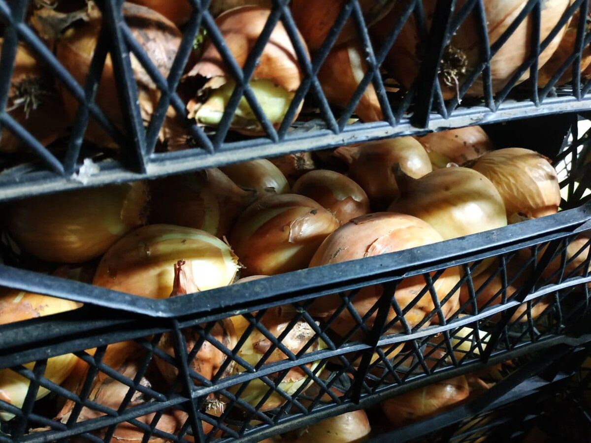 Городники розповіли, які сидерати посіяти після збору врожаю цибулі в 2025-му