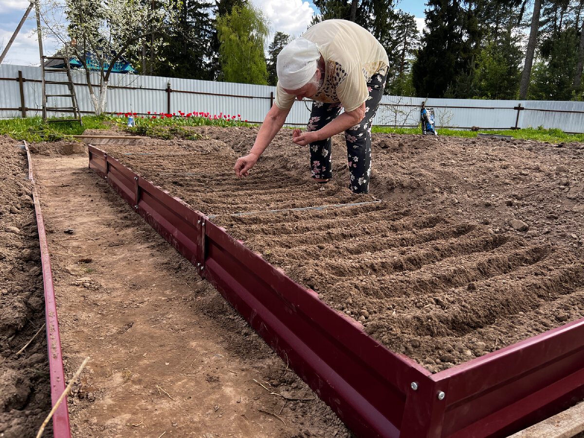 Експерти розповіли, після яких рослин найкраще висаджувати часник для кращої врожайності