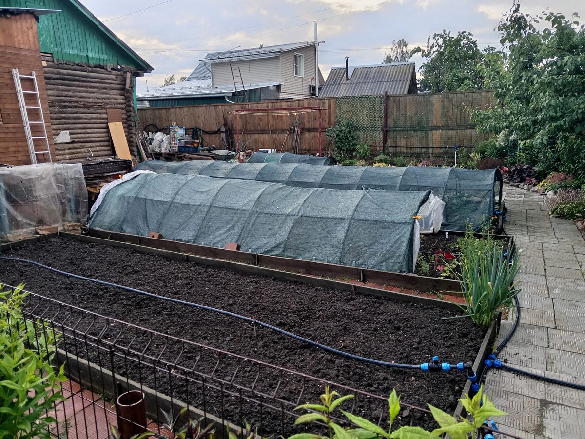 Експерти розповіли, після яких рослин найкраще висаджувати часник для кращої врожайності