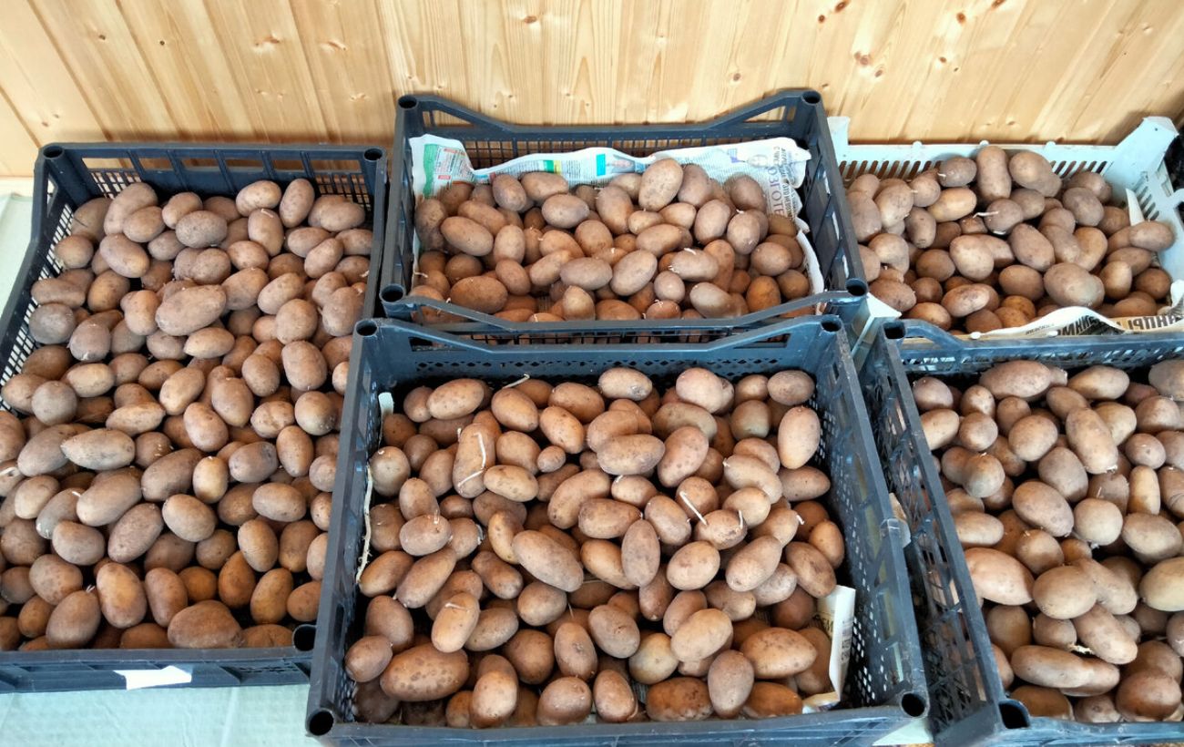 Які сорти картоплі не розварюються в борщеві