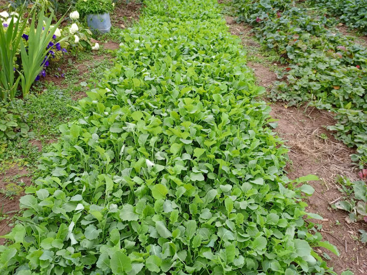 Експерти розповіли, від посадки яких сидератів краще відмовитись – вони псують ґрунт на грядці