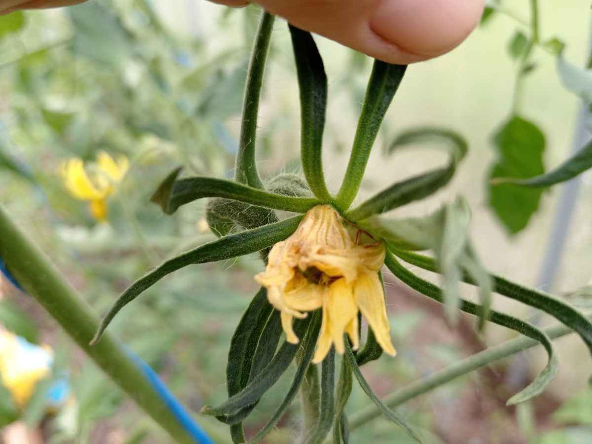 Городники розповіли, які сорти помідорів краще не вирощувати на грядці, аби не зіпсувати ґрунт