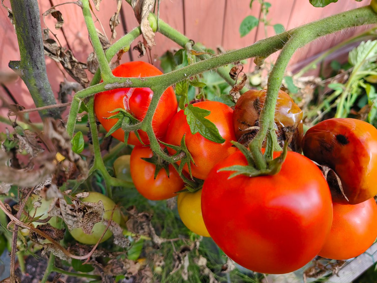 Сорти томатів, які дають дають урожай незалежно від погоди