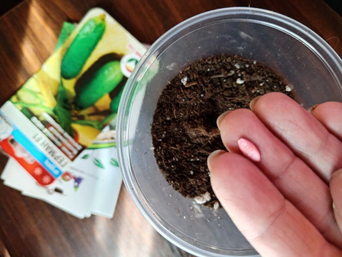 Садівники розповіли, як правильно підготувати насіння огірків для вирощування на власній грядці