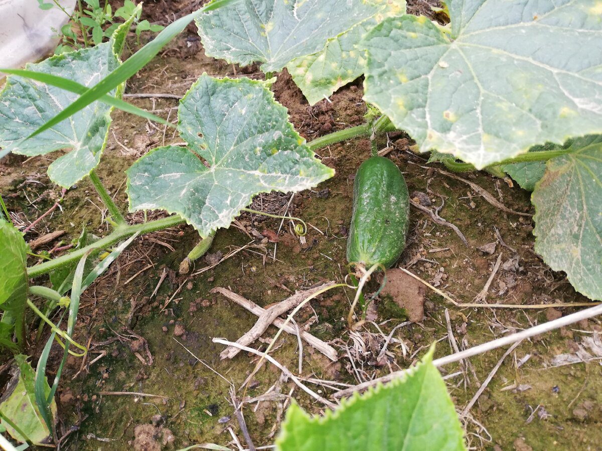 Садівники розповіли, як правильно підготувати насіння огірків для вирощування на власній грядці