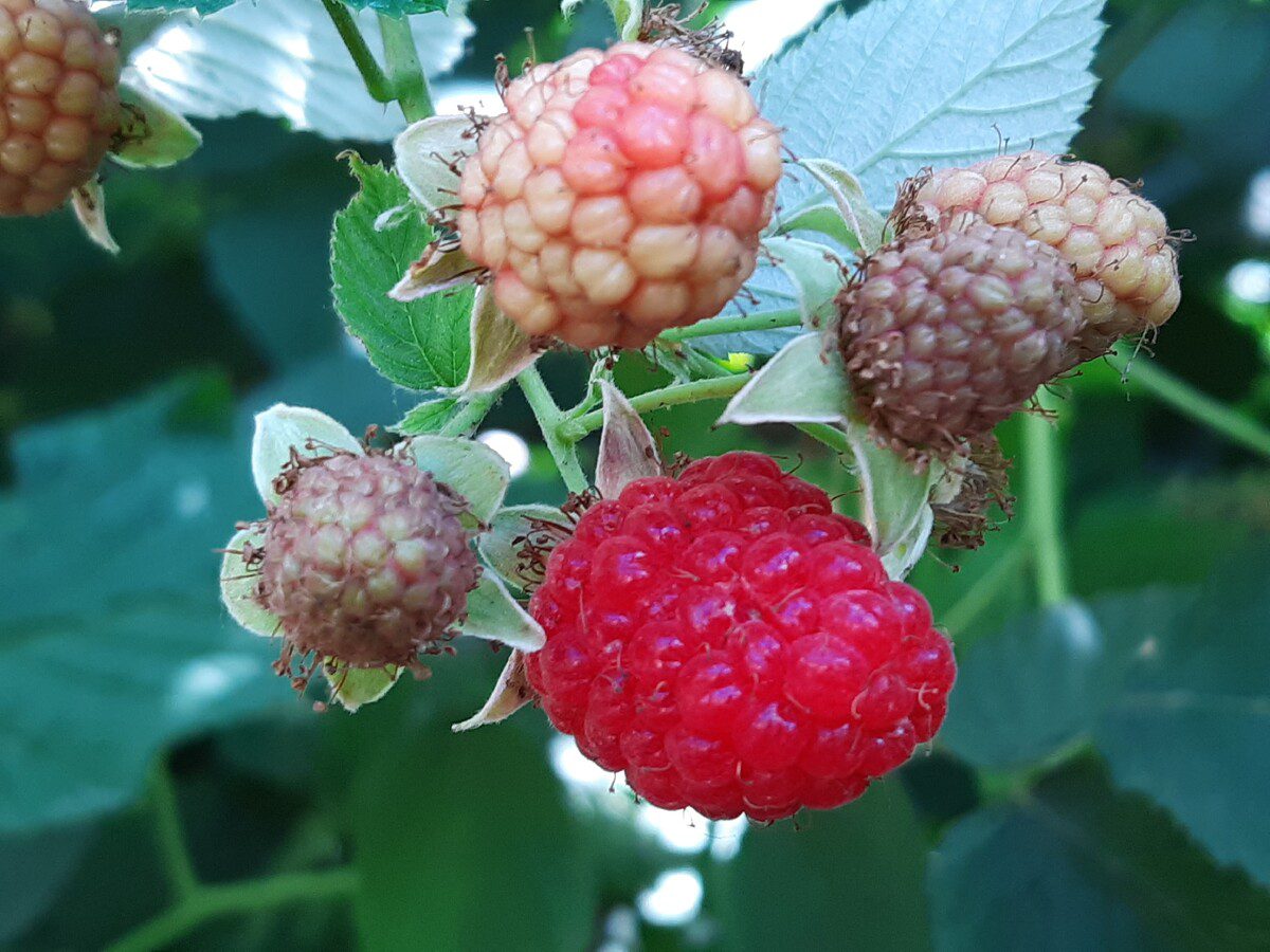 Плюси та мінуси ремонтантної малини