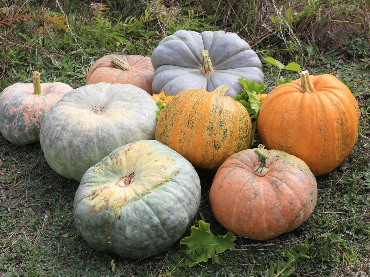 Експерти розповіли, як прискорити дозрівання гарбуза на власній ділянці дерев'яними дошками