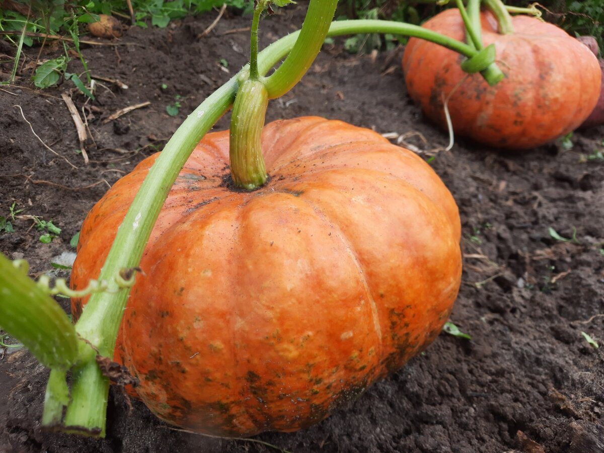 Секрет довгого зберігання гарбуза