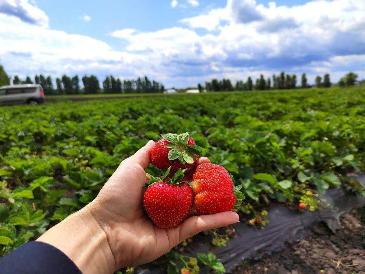 Садівники радять садити полуницю восени